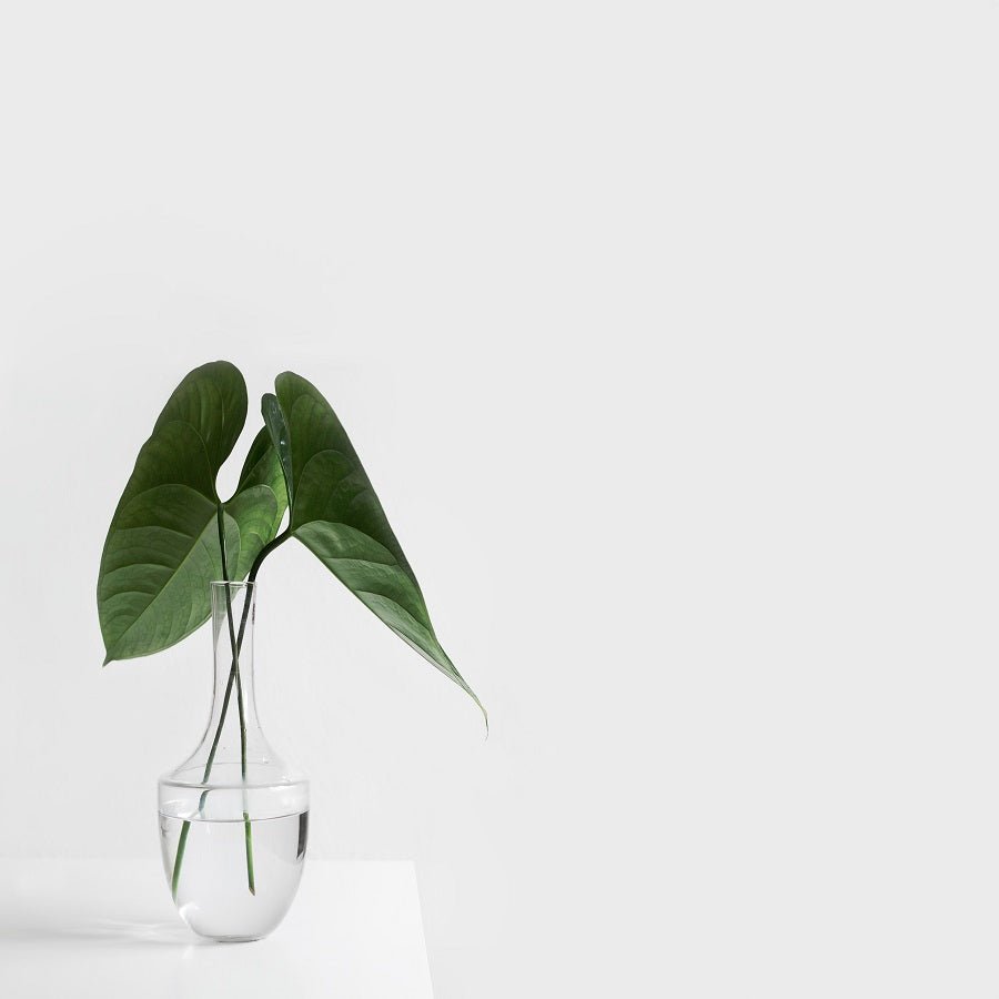 What are CBG, CBC & CBDV? - A.Leaf - Prevention. Performance. Recovery.